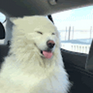 DogeBoi5918