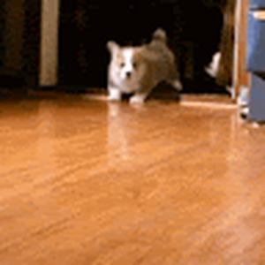 DOGEMASTER646
