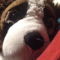 dogmaster1004_gmail_com