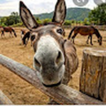 donkeyddp2997_gmail_com