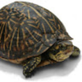 DotDott