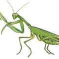 Dounzy