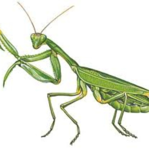 Dounzy