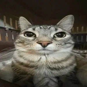X_X