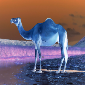 DrunkCamel