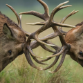 dthollifield25_spart2_org