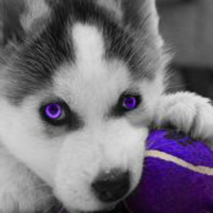 huskie