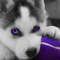 huskie