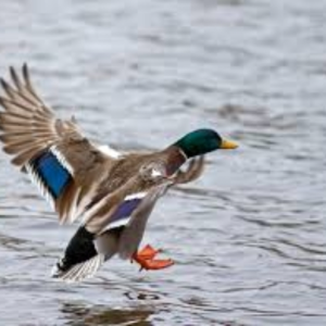 Duckskeet