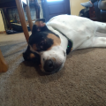 dw0344896_pasadenaisd_org