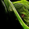 ElectroSnake