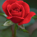 eljayrose