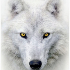 EmberWolf