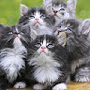emiliagrimm271_gmail_com
