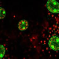 Enzyme
