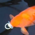 Ermsthisisfishy