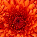 Esther0935