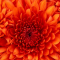 Esther0935