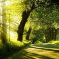 everlight79