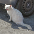 ewidentnieniemozliwy_gmail_com