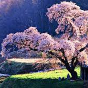 ezhayne1_gmail_com