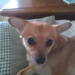 Jimmy Fox
