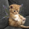 fairyblood