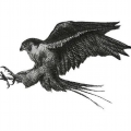 Falcon36