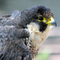 Falconstrike