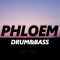 Phloem (Sintex)