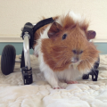 FatGuinnipig2000