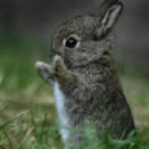 FawnAtom