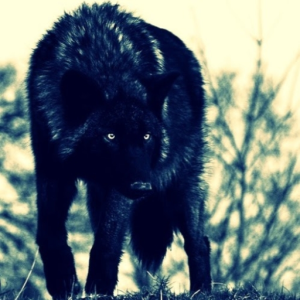 fieldwolf