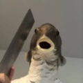 fishishere