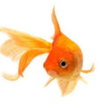 Fishypop