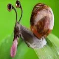flamgo🐛