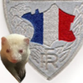 fliiki le furet