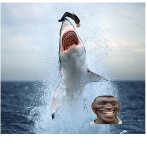 flippingshark