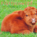 fluffy_cow123