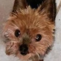 FluffyDog1801