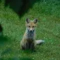 FlyingFox-81