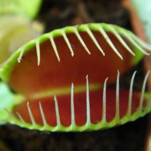 flytrap