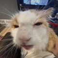 franksdrug