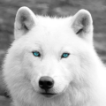 ★Synx, the Wolf★