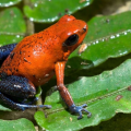 Froggo5510