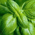 The_Cool_Herbalist