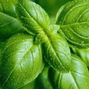 The_Cool_Herbalist