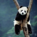 funkypanda123