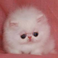 FuzzehCatz