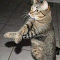 Gabitollol